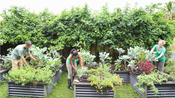 Volunteers gardening in the edible community garden at Roundwood Lodge